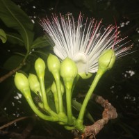 Barringtonia asiatica (L.) Kurz